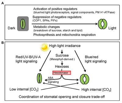 Frontiers Light Mediated Signaling and Metabolic Changes